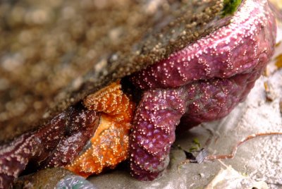 Ochre Starfish