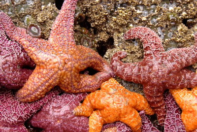 Ochre Starfish