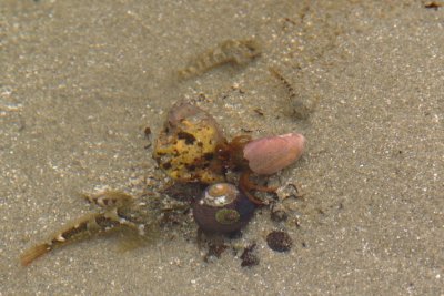 Tide Pool Combat