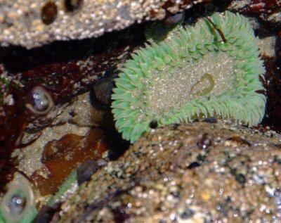 Giant Green Anemone