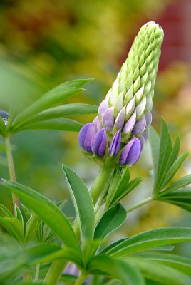 Early Lupine