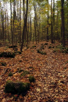 Forest trail