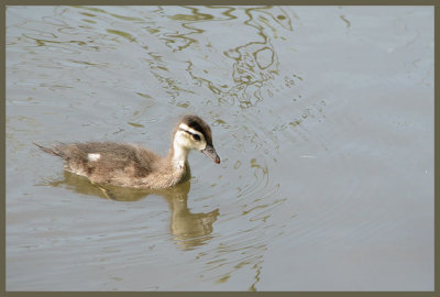 Canard branchu (Laval Qubec)