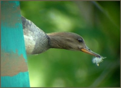 Cette femelle de Harle couronné magasinait un nichoir dans un parc public de Laval