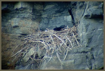 Grand Corbeau adulte au nid (Laval Qubec)