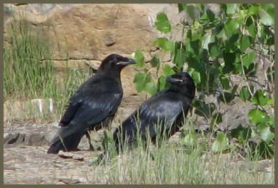 Grand Corbeau deux jeunes (Laval Qubec)