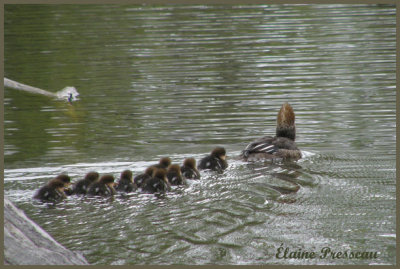 Famille Harle couronné (Laval Québec)