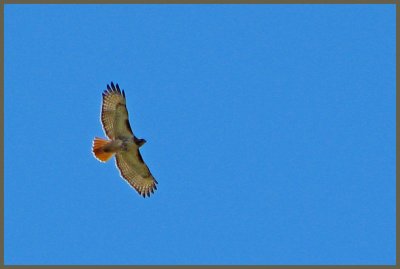 Buse  queue rousse - Red-tailed Hawk - Buteo jamaicensis (Laval Qubec)