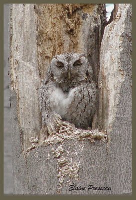 Petit-duc macul - Eastern Screech-Owl - Otus asio (Laval Qubec)