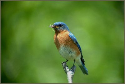 Merlebleu de l'Est - Eastern Bluebird - Sialia sialis (Laval Qubec)