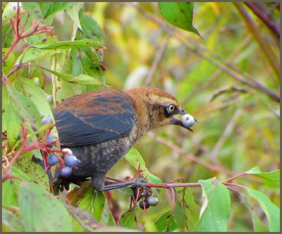 Quiscale rouilleux - Rusty Blackbird - Euphagus carolinus