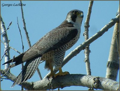 Faucon plerin -	Peregrine Falcon - Falco peregrinus (Laval Qubec)