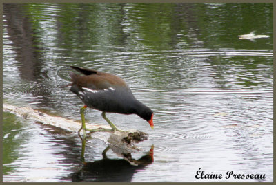 Gallinule poule-d'eau - Common Moorhen - Gallinula  (Laval Qubec)