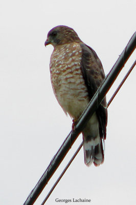 Petite buse - Broad-winged Hawk - Buteo platypterus