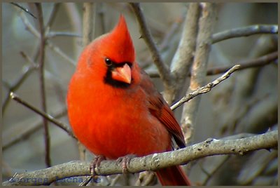 Cardinal rouge - Northern Cardinal - Cardinalis cardinalis (Laval Qubec)