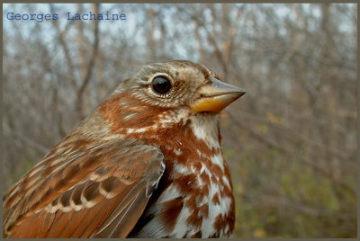 Bruant fauve - Fox Sparrow - Passerella iliaca (Laval Qubec)