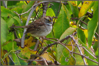 Bruant  gorge blanche - White-throated Sparrow - Zonotrichia albicollis (Laval Qubec)