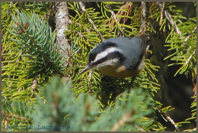 Sittelle  poitrine rousse - Red-breasted Nuthatch - Sitta canadensis (Laval Qubec)