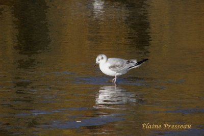 Mouette de Bonaparte