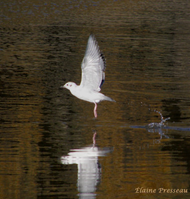 Mouette de Bonaparte