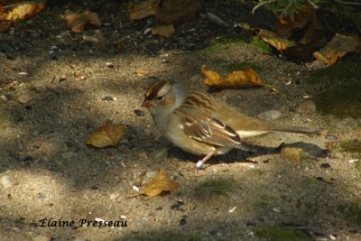 Bruant  couronne blanche