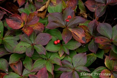 Flore de Tadoussac