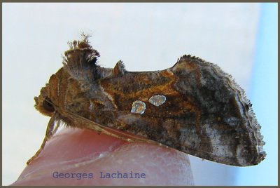 Pink-washed Looper Moth  (Enigmogramma basigera)