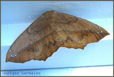Arpenteuse brune du tremble (Large maple spanworm moth)