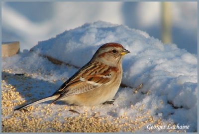 Bruant hudsonien - American Tree Sparrow - Spizella arborea (Laval Qubec)