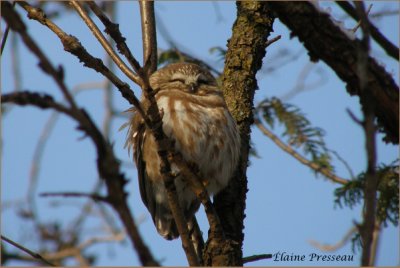 Petite Nyctale - Northern Saw-whet Owl - Aegolius acadicus (Laval Qubec)