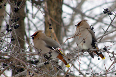 Jaseur boral - Bohemian Waxwing - Bombycilla garrulus (Laval Qubec)