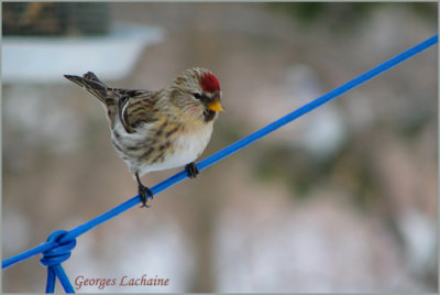 Sizerin flamm - Greater Common Redpoll - Carduelis flammea (Laval Qubec)