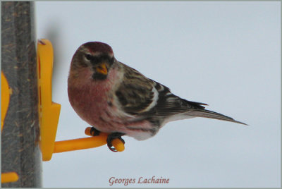 Sizerin flamm - Greater Common Redpoll - Carduelis flammea (Laval Qubec)