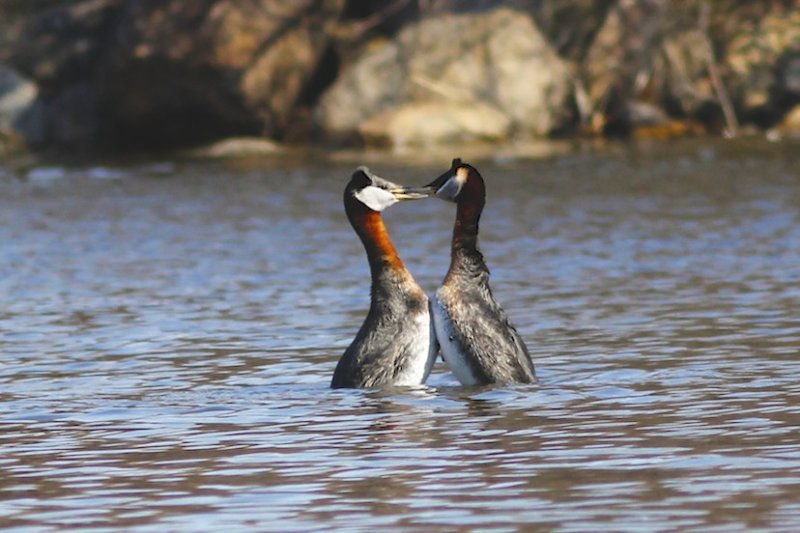 Red-necked Grebe (courting)