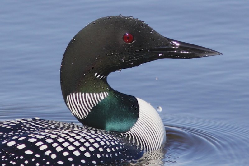 Common Loon Beaumaris Lake Edmonton