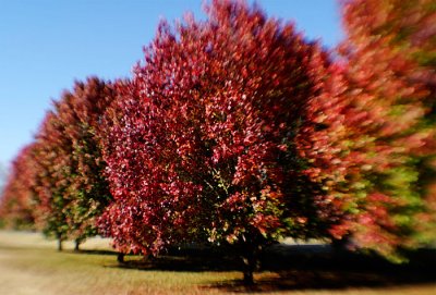 _DSC9788.jpg