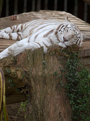 _DSC3487.jpg