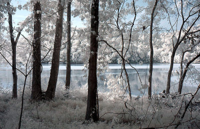 Radnor Lake Photos IR Shots...