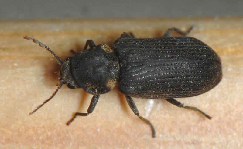 Hadrobregmus-pertinax.jpg