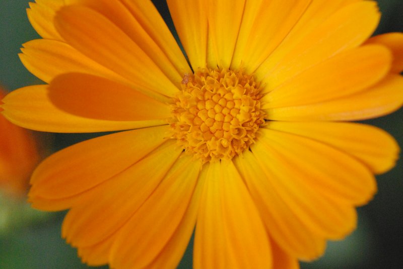 Marigold_ISO3200_DSC_0126.jpg