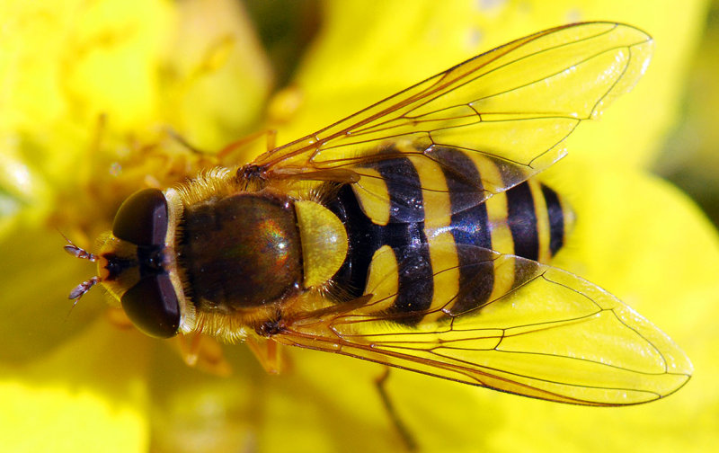 Syrphus-ribesii.jpg