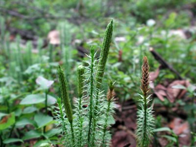 Lycopodium-annotinum.jpg