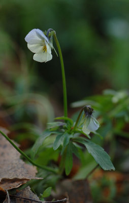 Viola-arvensis_x_tricolor.jpg