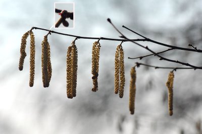 Corylus-avellana.jpg