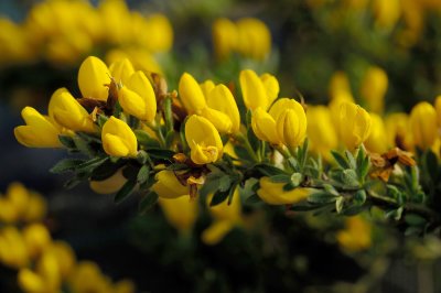 Cytisus-decumbens.jpg