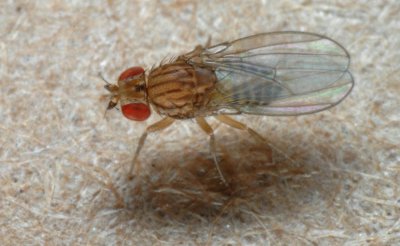 Drosophila_sp.jpg