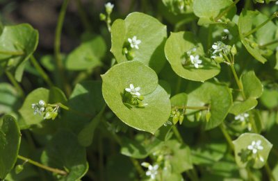 Claytonia-perfoliata.jpg