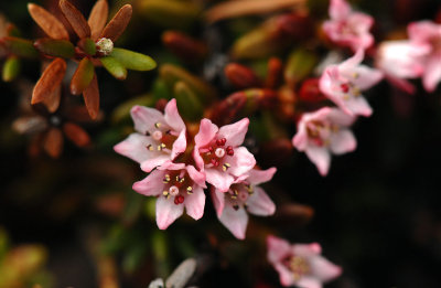 Loiseleuria-procumbens.jpg