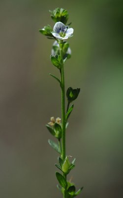 Veronica-serpyllifolia.jpg