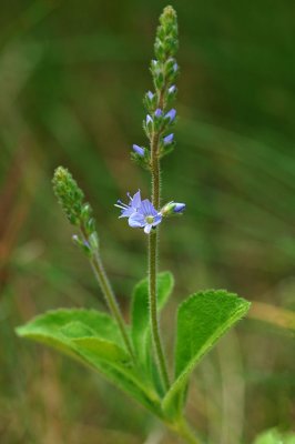 Veronica-officinalis.jpg